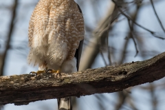 Coopers Hawk_850_0295