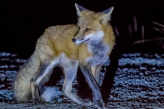 Red Fox_D5S_3652