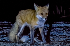 Red Fox_D5S_3654