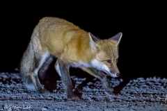 Red Fox_D5S_3695