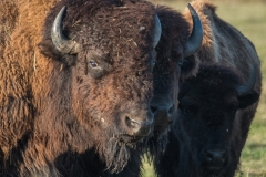 Wood Bison_D58_2385