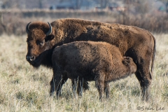 Wood Bison_D58_2430