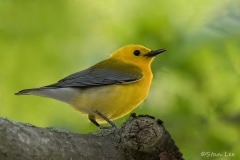 Prothonotary Warbler_850_0268