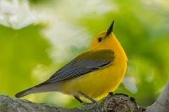 Prothonotary Warbler_850_0276