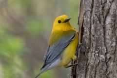 Prothonotary Warbler_850_0280