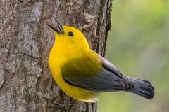 Prothonotary Warbler_850_0296