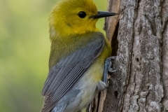 Prothonotary Warbler_850_0393