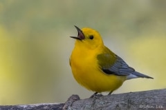 Prothonotary Warbler_850_0436