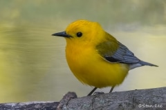 Prothonotary Warbler_850_0449