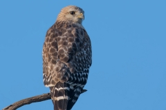 Red-shouldered-Hawk_850_1257