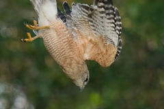 Red-shouldered-Hawk_850_1274