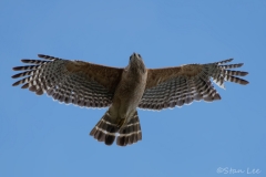 Red-shouldered-Hawk_850_4275