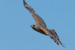 Red-shouldered-Hawk_850_4284