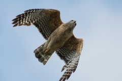 Red-shouldered-Hawk_850_4291