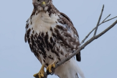 Red-tailed Haek_D58_2538