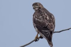 Red-tailed Haek_D58_2549