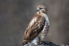 Red-tailed Hawk_850_0314