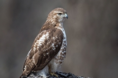 Red-tailed Hawk_850_0321