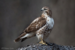 Red-tailed Hawk_850_0330