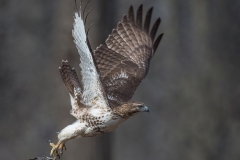 Red-tailed Hawk_850_0332