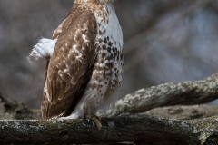 Red-tailed Hawk_850_0353