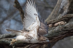 Red-tailed Hawk_850_0363