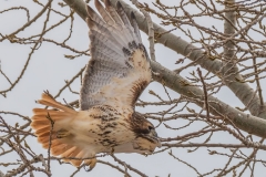 Red-tailed Hawk_D58_2716 (1)