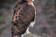 Red-tailed Hawk_D5S_5773