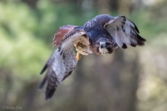 Red-tailed Hawk_D5S_9496