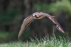 Red-tailed Hawk_D5S_9514