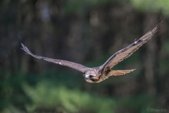 Red-tailed Hawk_D5S_9515