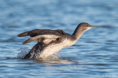 Red-throated Loon D5S_8173