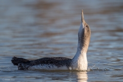 Red-throated Loon D5S_8283