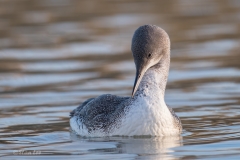 Red-throated Loon D5S_8318