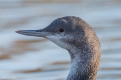 Red-throated Loon D5S_8359