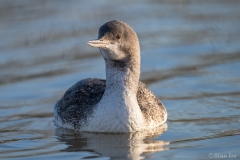 Red-throated Loon D5S_8405