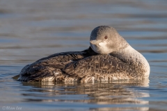 Red-throated Loon D5S_8416