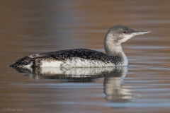 Red-throated Loon D5S_8697