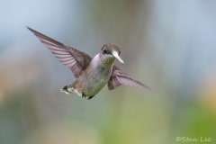 Ruby-throated Hummingbird_850_0955