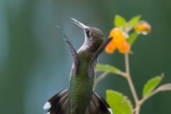 Ruby-throated Hummingbird_850_0965