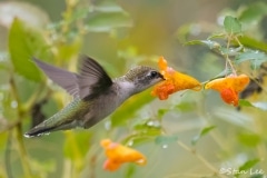 Ruby-throated Hummingbird_850_0972