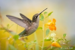 Ruby-throated Hummingbird_850_0988