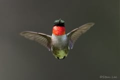 Ruby-throated Hummingbird_D5S_1879