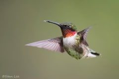 Ruby-throated Hummingbird_D5S_2431