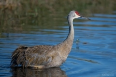 Sandhill Crane_850_5743