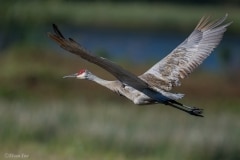 Sandhill Crane_850_5819