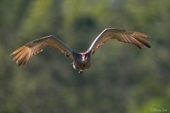 Sandhill Crane_850_5850