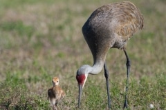 Sandhill Crane_850_6051