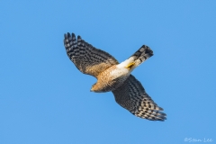 Sharp-shinned Hawk_850_2965