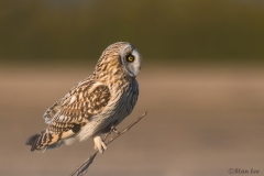 Short Eared Owl D58_3483